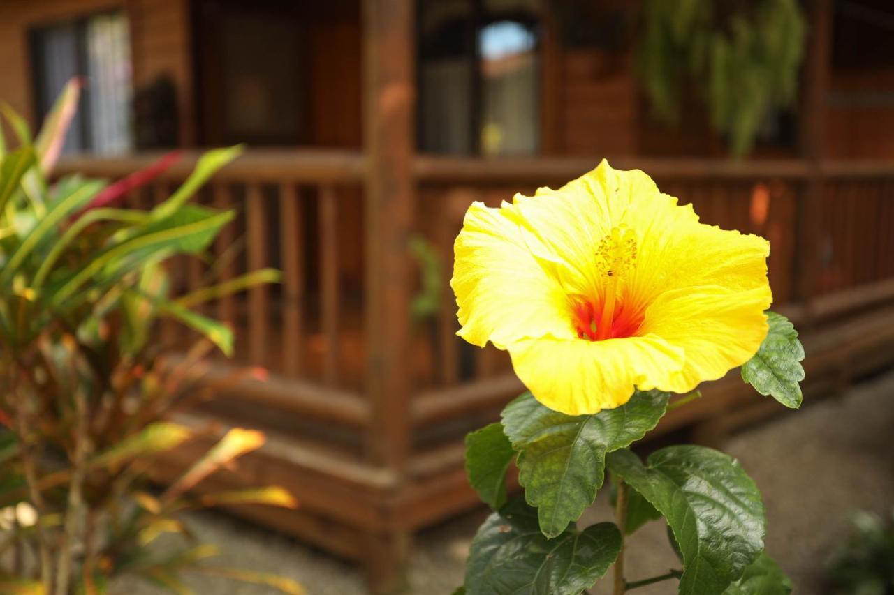 Casa Marcellino Lodge Cahuita Εξωτερικό φωτογραφία
