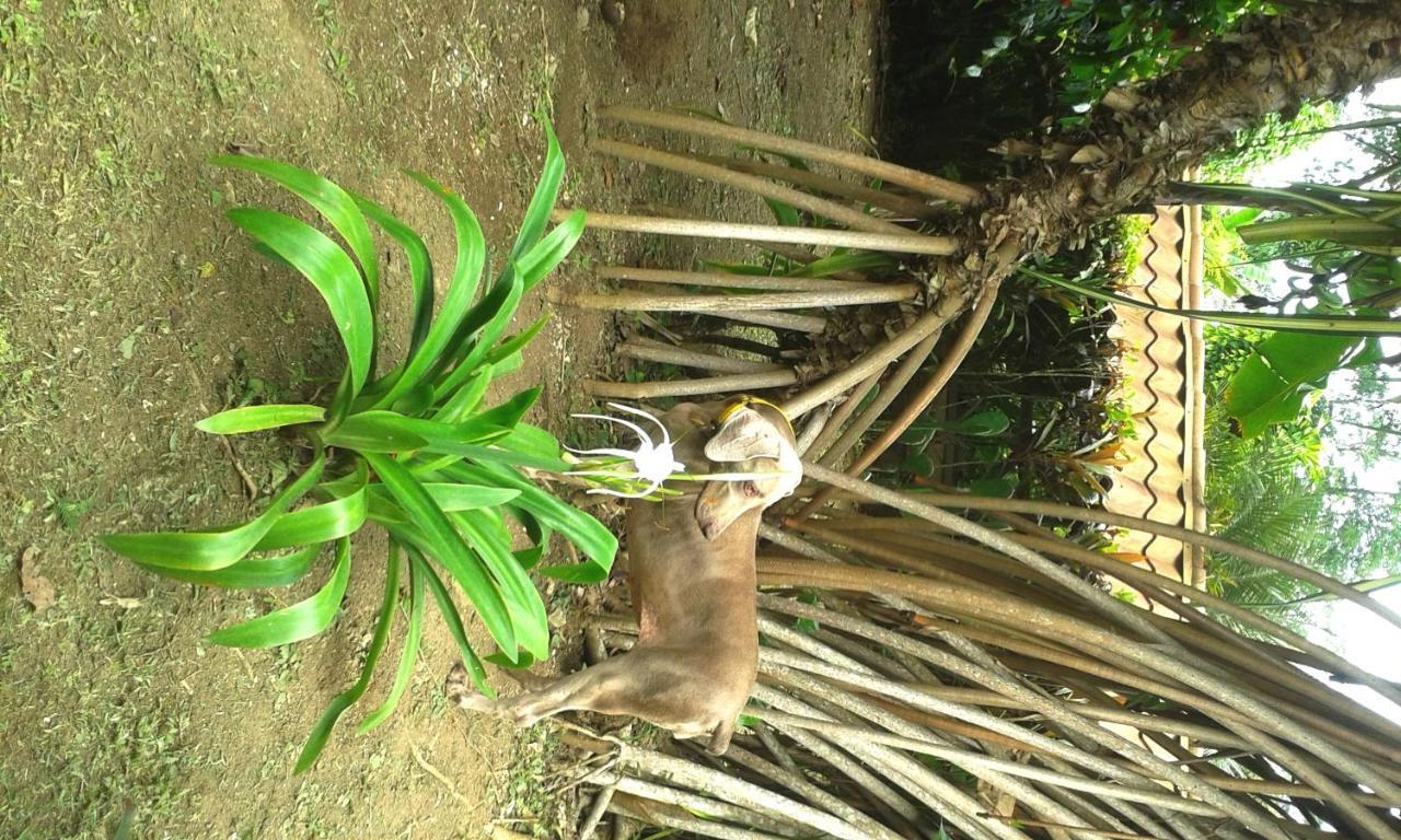 Casa Marcellino Lodge Cahuita Εξωτερικό φωτογραφία