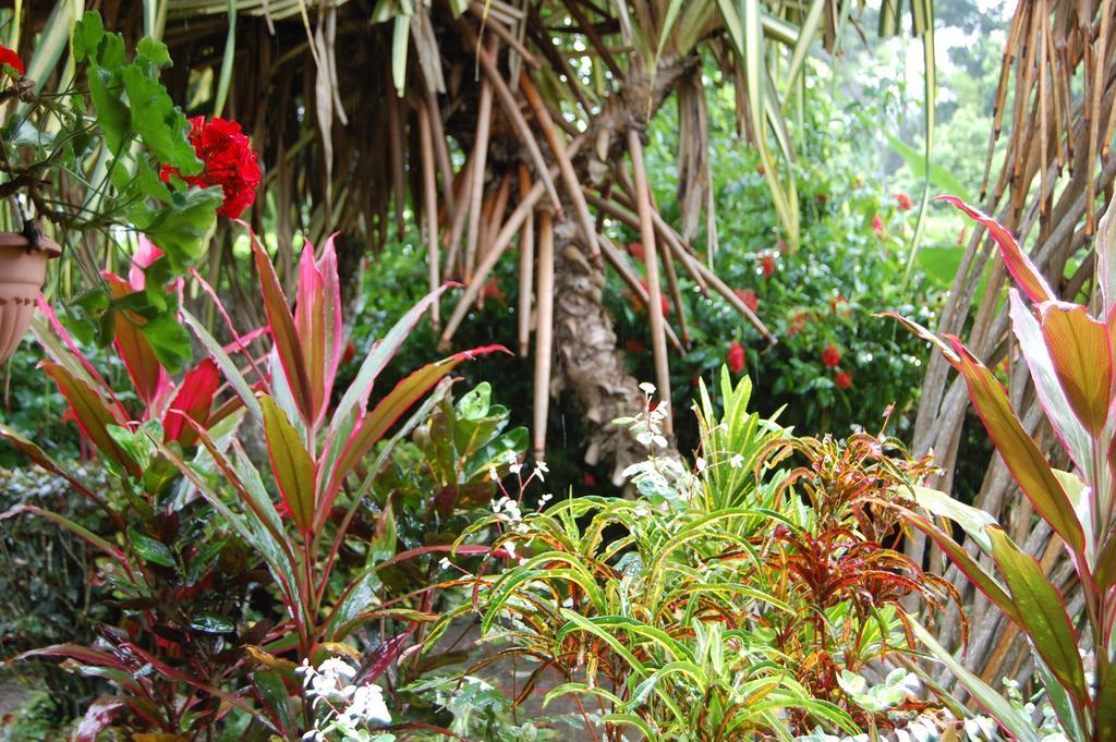Casa Marcellino Lodge Cahuita Δωμάτιο φωτογραφία